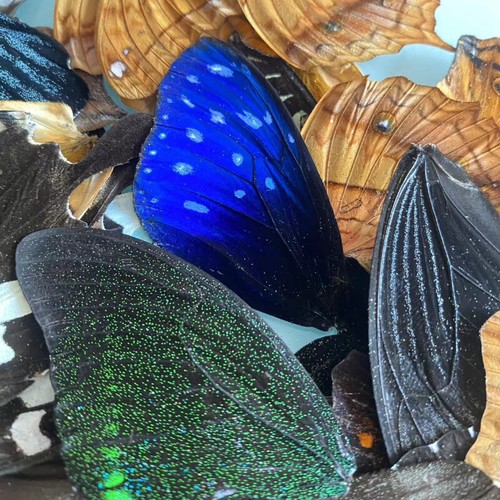 50/100pcs DIY Artwork Real Butterfly Wings Specimens Jewelry Craft Art Material - Picture 5 of 8