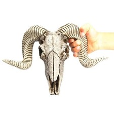 Bighorn Sheep Ram Skull 3D Replica Large Curled Horns Home Decor Wall Trophy