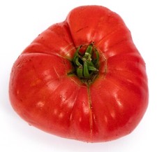 Italian Tree Tomato Heirloom Premium Seed Packet