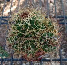 Mammillaria marnier lapostollei Clumping Mini Cactus Ornament Sickle Spines 163