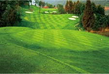 10X8Ft Golf Course Background for Photography, Green Grass Spring Scenery, Multi