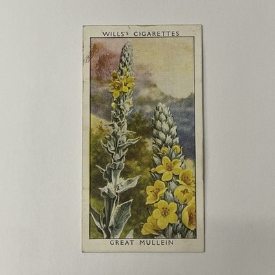 Will s Zigarettenkarten. Wildblumen. Nr. 34. Tolle Königskerze.