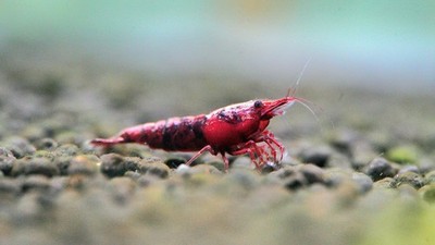 RARE* 10+1 Kanoko Grade Fire Red Cherry Neocaridina Shrimp🔥 US