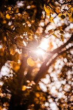 TESSAR 2.8/50 lens Carl Zeiss MODIFIED TO CANON EF " Trioplan bubble" CLA ✧✧