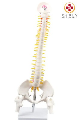 45CM Vertebral Column Model with Pelvis Leg Bone Anatomy Spine Model
