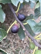 LSU Purple Fig Cutting