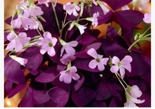 Five Oxalis Triangularis Summer Flowering mini plants Purple Shamrock  