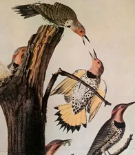 John James Audubon Birds YELLOW-SHAFTED FLICKER Vintage Art Book Plate 264