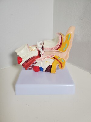 Human Ear Structure Display Anatomical Study Model For Education Teaching Model