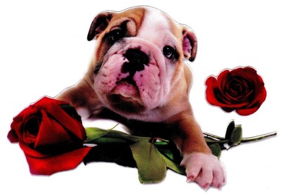 6.5" Puppy dog bulldog valentine rose set holiday window cling decal cut out 6.5" Puppy dog bulldog valentine rose set holiday window cling decal cut out