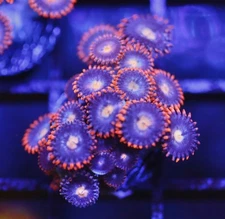 DIYreefer Live Coral WYSIWYG No Namer Zoas Big Frag