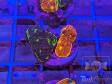 WWC Jelly Bean Rainbow Chalice Split WYSIWYG CA3 ~Live Coral Frag ~TankCandy~