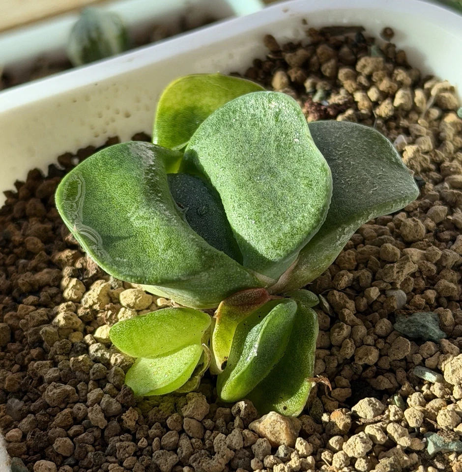 Semilla híbrida Gasteria cultivada (pequeña), planta viva, igual que en la foto (1,8 pulgadas) Foto 4 de 4