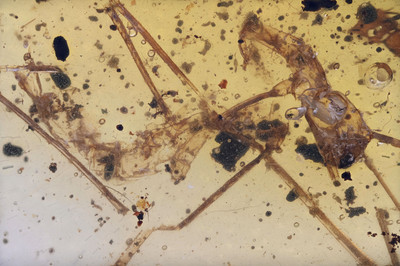 Scarce Phasmatodea (Walking Stick), Fossil insect inclusion in Burmese Amber
