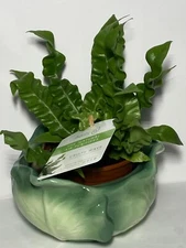 Vintage 1971 Holland Mold Green Cabbage Shape Serving 7.5” Serving Bowl /Planter