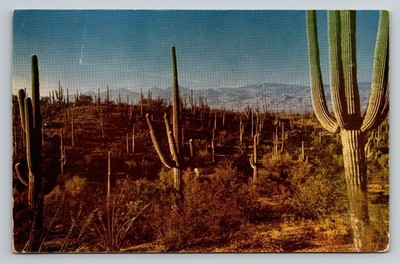Casa Grande Arizona Freemans Roll Inn Advertising Stamp Cactus Postcard