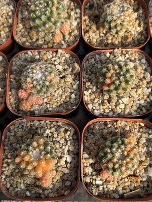1P Discocactus zehntneri subsp. boomianus variegated Garden DécorBoutique cactus