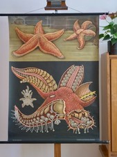 VINTAGE | SCHOOL WALL MAP STARFISH STARFISH YOUNG CHEF QUENTELL | SCHOOL CHART