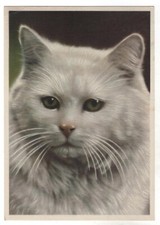 1950s Funny pets. White CAT Cats kitten publ. DDR for USSR Germany POSTCARD Old
