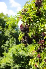 2 - Adams Live Elderberry Rooted Plants - Healthy Edible Shrub - Zones 3-9