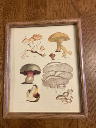 Vtg Botanical Mushroom Print Framed Art 9x11