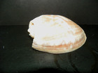 CYMBIUM MARMORATUM ( MARBLE CYMBIUM VOLUTE } — photo 1