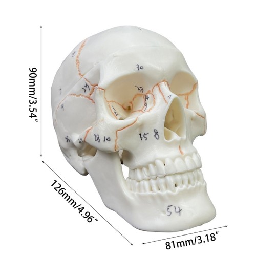 Life Size Adult Human Anatomy Head Skeleton Model Human Skull Anatomical Model - Picture 8 of 8