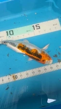 11in Kujaku Japanese Koi Live Imported KoiGazer