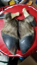 Alaska moose hoof split and salted. Genuine and authentic.