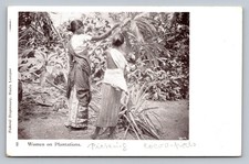 POSTCARD - KUALA LUMPUR - WOMEN ON PLANTATIONS PICKING COCOA PODS - UNPOSTED