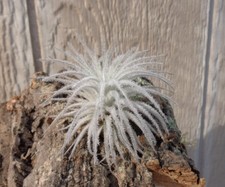 Tillandsia Tectorum Ecuador Fuzzy Air Plants