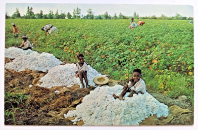 Cotton Picking Down South Children Women South Carolina SC Vintage Postcard K6