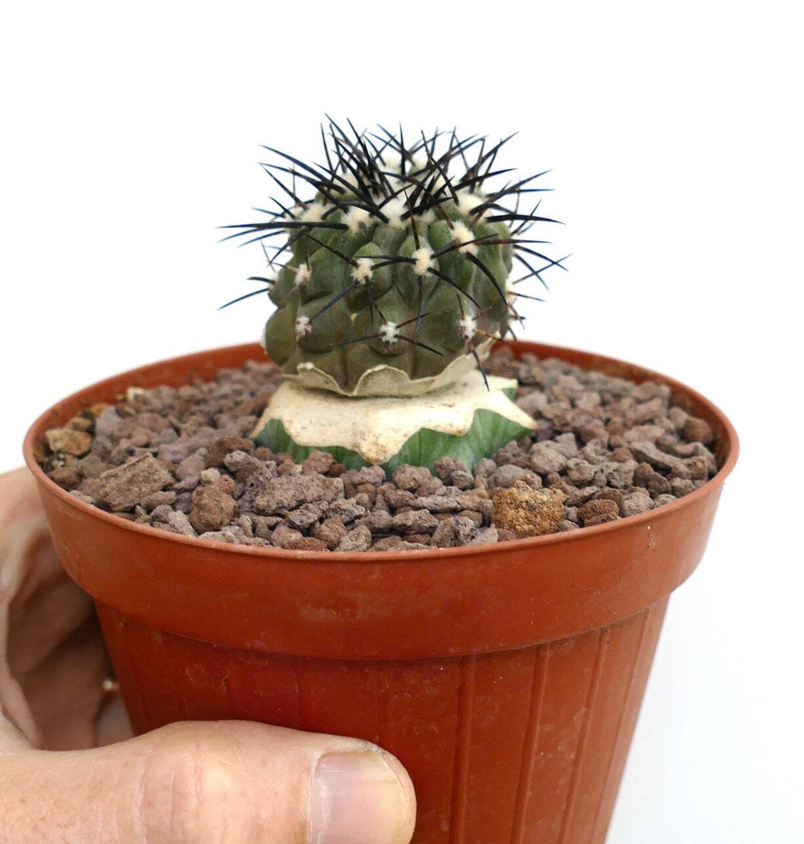 Copiapoa cinerea - NO CRESTED COLUMNA-ALBA | eBay