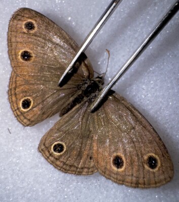 VIOLA SATYR BUTTERFLY # 4 Megisto cymela viola A1