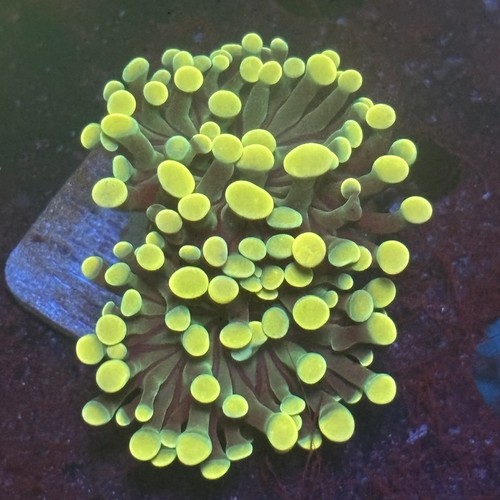EBD02-16 KungFuCorals LIVE-CORAL-FRAG WYSIWYG Holy Grail Hammer | eBay