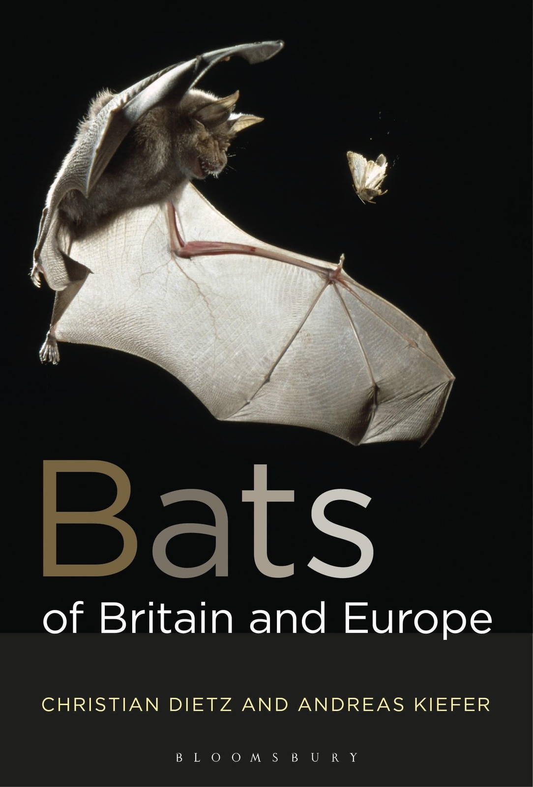 Thumbnail - Bats Of Britain And Europe | Andreas Kiefer (u. A.) | Englisch |