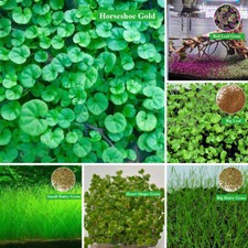 Plant Seeds Fish Tank Aquarium Aquatic Water Grass Decor Garden Foreground Plant