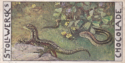 Stollwerck Trade Card Gruppe 33 Nr III Echse Slow-worm