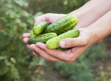 Cucumber seёds, 100 STORK cucumber seёds, organic cucumber SW1143+TRACK