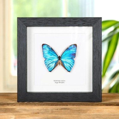 Aega Morpho Taxidermy Butterfly in Box Frame (Morpho aega)