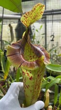 Nepenthes (veitchii x platychila) x platychila BE-4072 MEDIUM - pitcher plant