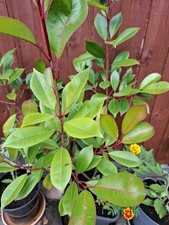 Garden Plant For Outdoor