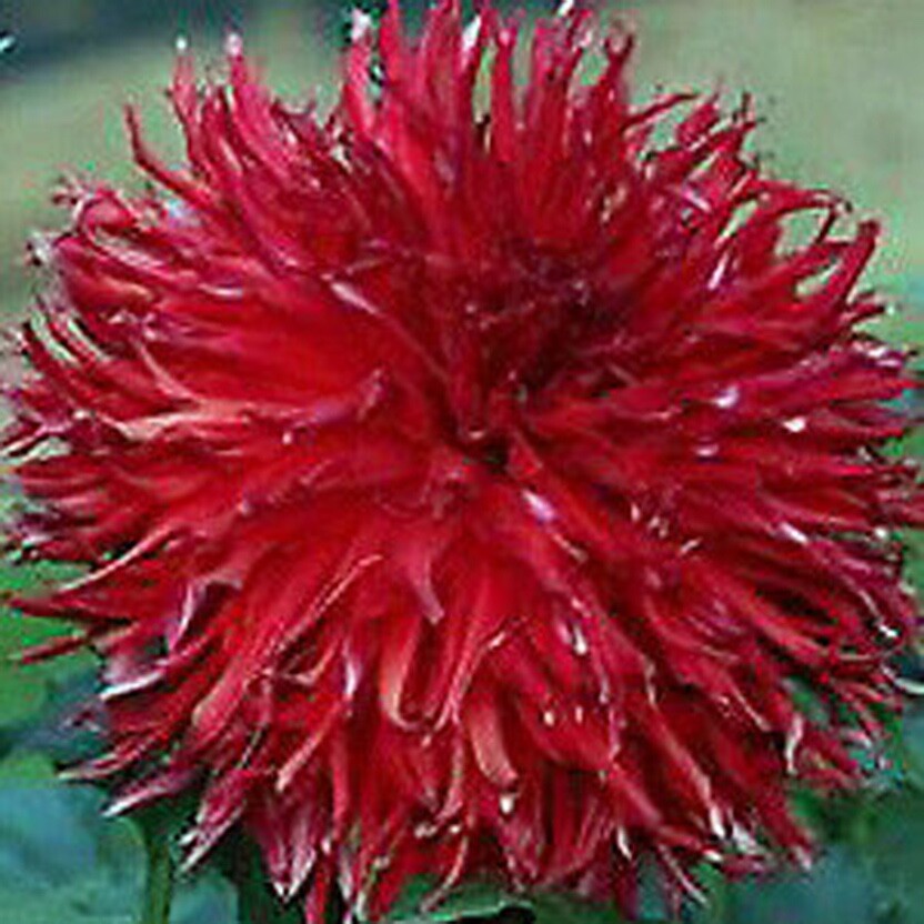 DAHLIA TUBERS eBay