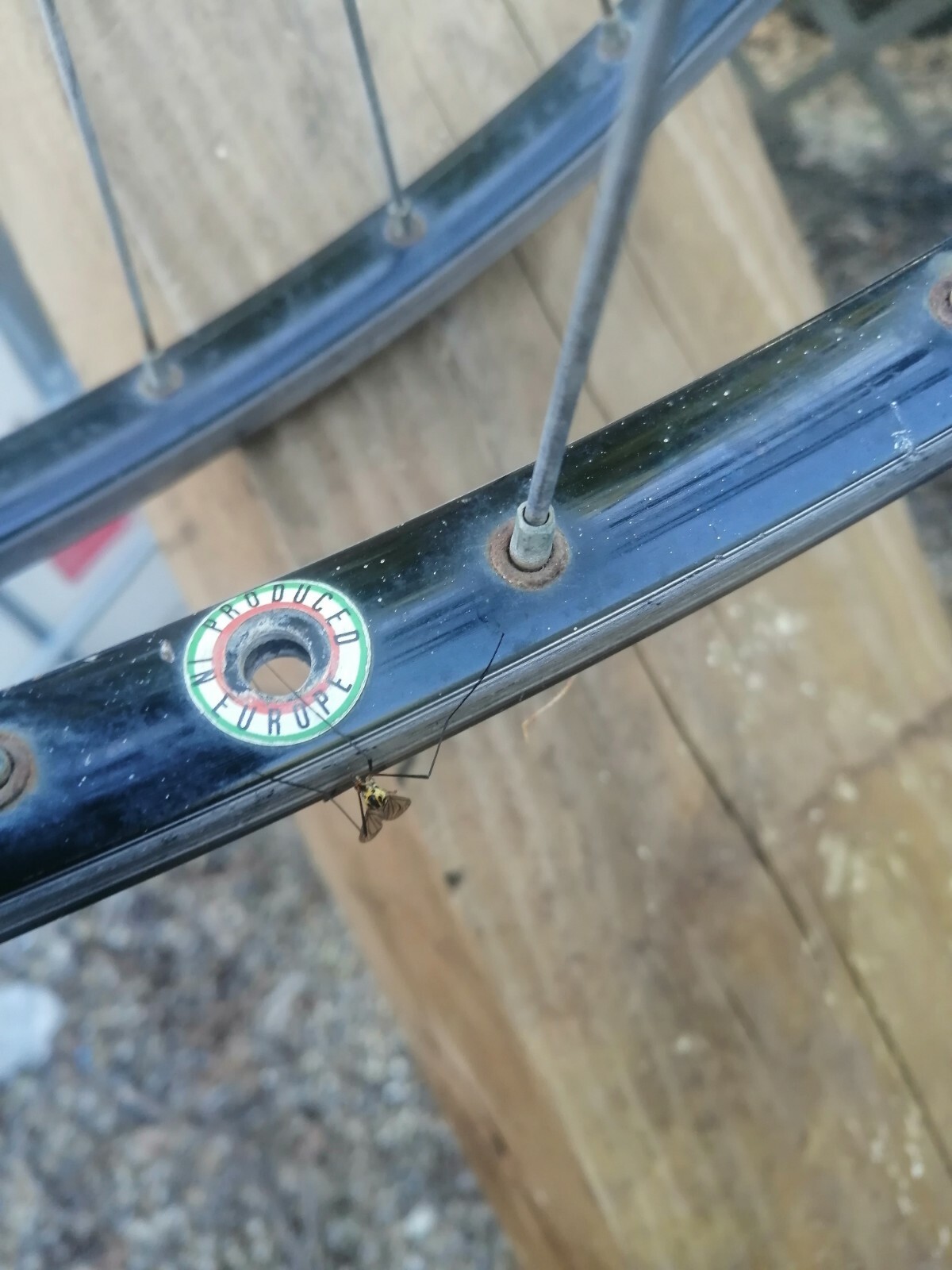 Roues avant AMBROSIO ULTRA LIGHT - AMBROSIO - 06000 - Troc Vélo