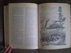 Alive in the Wild Edited by Victor H. Cahalane ©1970 Hardcover with Dust Jacket — photo 7