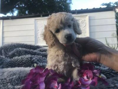 miniature poodle gumtree