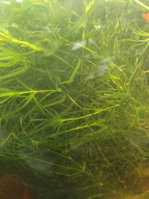 Guppy grass - no pest snails - FULL CUP  8oz.
