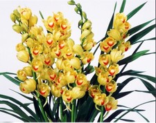 Cymbidium sp.       "       golden years ",BloomSize, 4 pseudobulbs,