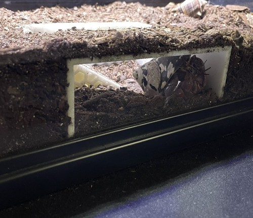Hermit Crab Tank Decor Underground Hideout Cave Accessories Supplies Decorations - Picture 2 of 8