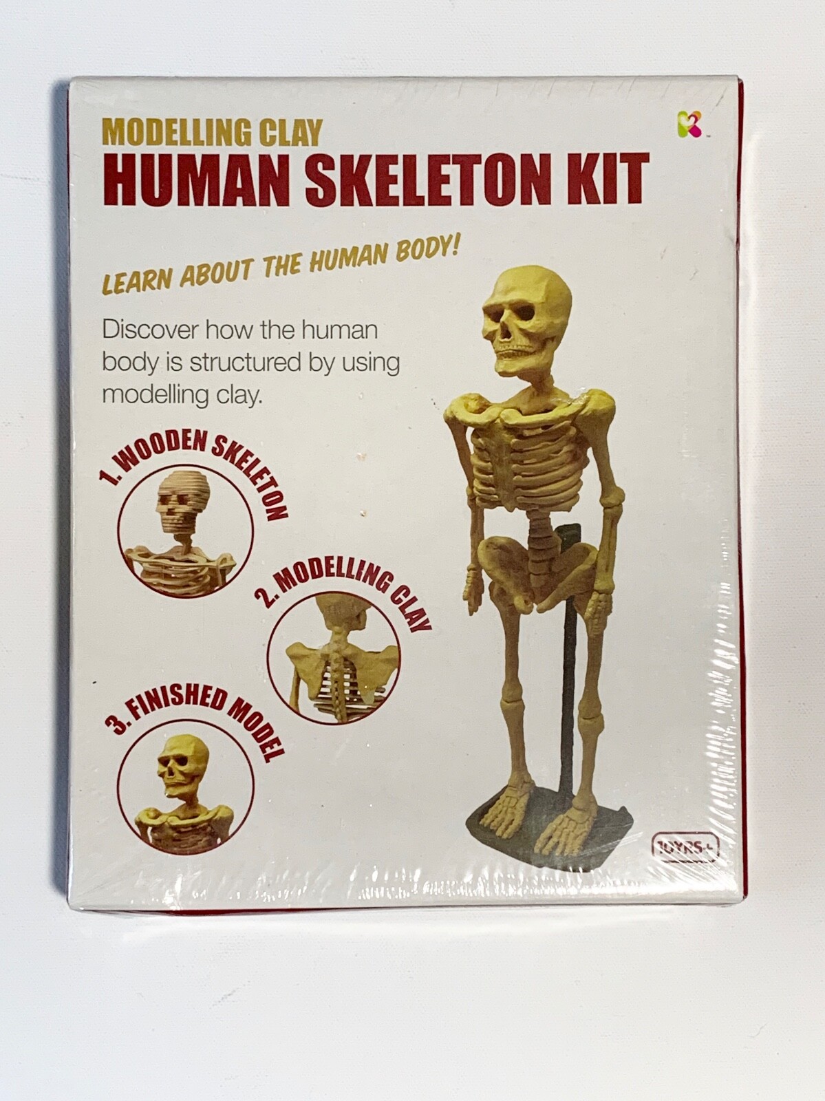 skeleton clay model